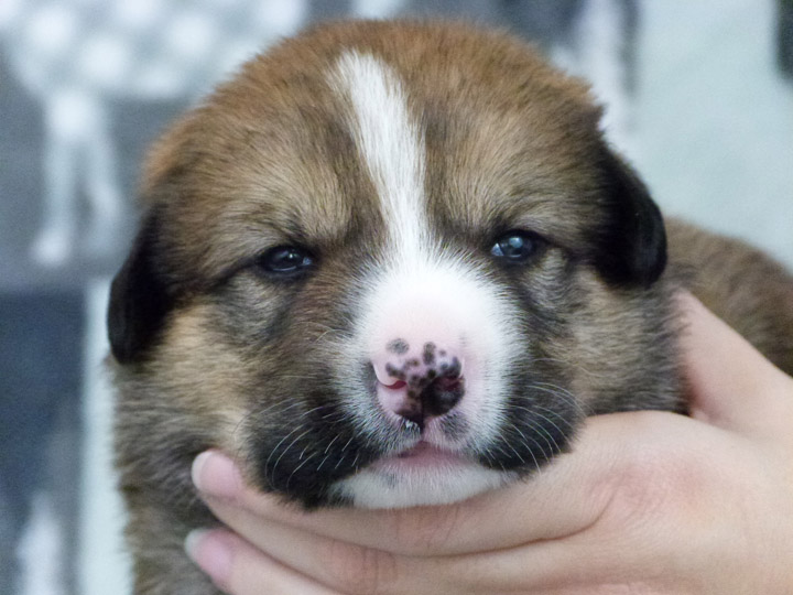 chinook puppy